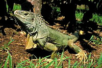 GC0033 Iguana iguana.jpg