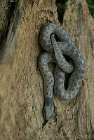 JCHM0038 Hypsiglena torquata.jpg