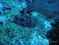 CGG0611 Ircinia strobilina.JPG