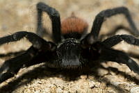 IMDOC1911 Brachypelma epicureanum.jpg