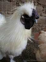 CGL1099 Gallus gallus.jpg