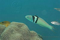 IDG1559 Thalassoma bifasciatum.jpg