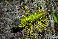 LRLS04 Sceloporus formosus.jpg