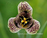 MN6PyH0136 Tigridia sp..jpg