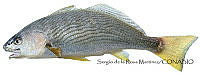 SRM0086 Umbrina roncador.jpg