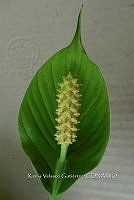 Yolox 687 Spathiphyllum matudae.jpg