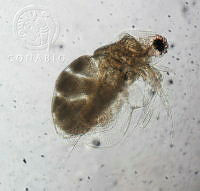 HE009 R 0155 Moina micrura.jpg