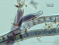 KT018 0033 Brasilonema tolantongensis.jpg