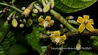 JF092 0923 Brachistus stramoniifolius.jpg