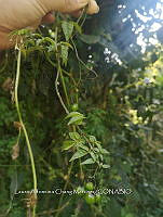 RG016 0613 Solanum appendiculatum.jpg