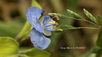 SM0085 Polemonium occidentale.jpg