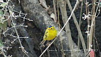 LCF0140 Cardellina pusilla.jpg