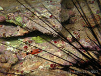JAJ0015 Apogon maculatus.jpg