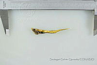 SGQ2547 Diplophos taenia.jpg