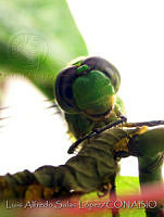 LASL0024 Erythemis vesiculosa.jpg