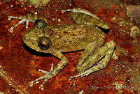 EGP0185 Craugastor palenque.jpg