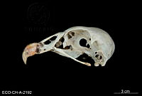 ME006 Aves 0685 Sarcoramphus papa.jpg