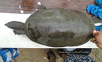 NE017 398 Dermatemys mawii.jpg