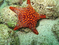 ISA085 Pentaceraster cumingi.jpg