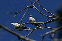 GECI L046 047 Streptopelia decaocto.JPG