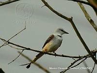 MHS0060 Tyrannus forficatus.JPG