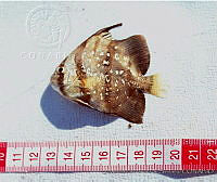 JMHS0008 Chaetodipterus faber.jpg