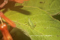 JCC0248 Insecta.JPG