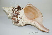 MASM05213 Pleuroploca gigantea.jpg