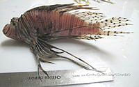 HE009 P 1913 Pez león asiático.JPG
