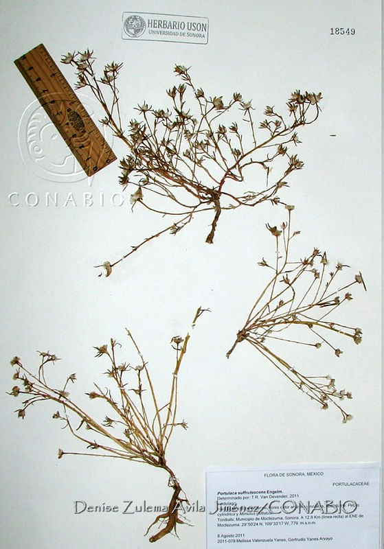 DZAJ139%20Portulaca%20suffrutescens.JPG.riflrPr0MbGhZ3dhQA3g0JtbmFja29CbnFuZ3NAbXJ6LGtwZwA.SWgg5enotv