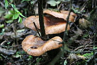 SG002 0070 Armillaria nabsnona.jpg