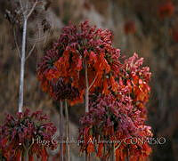 HGA002 Kalanchoe delagoensis.JPG