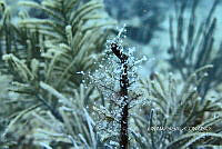 NE018 0772 Pennaria disticha.jpg