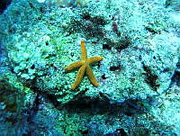 VDLCF0526 Copidaster lymani.jpg