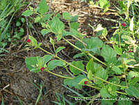 MEGA 0390 Boerhavia coccinea.JPG