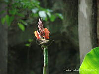 CGL2584 Diglossa baritula.jpg