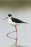 MASM07609 Himantopus mexicanus.jpg