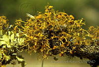 3589 Teloschistes exilis.jpg