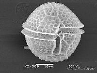 KEL0339 Protoceratium reticulatum.JPG