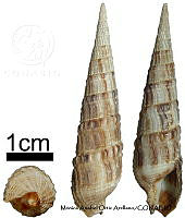 KT014 0865 Terebra specillata.JPG