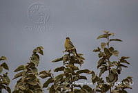 ZAPF0197 Icterus spurius.jpg