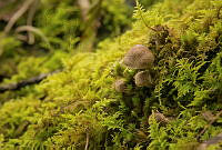 HM10 Physalacriaceae.jpg