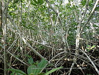 UM001 0065 Rhizophora mangle.jpg