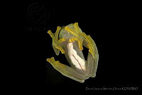 DJSO01 Hyalinobatrachium fleischmann.jpg