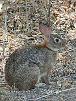 MCS IM0079 Sylvilagus graysoni graysoni.jpg