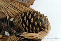 MASM06823 Pinus pringlei.jpg