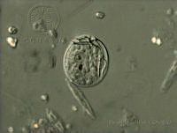 BDP0149 Sinophysis canaliculata.jpg