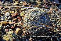 SADR0009 Coryphantha pallida.jpg