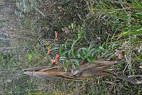 SG019 0359 Lobelia laxiflora.jpg