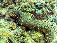 CMGV0021 Holothuria hilla.jpg